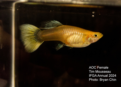 Female guppy aoc